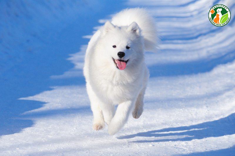 Chó Samoyed với bộ lông trắng muốt và nụ cười đặc trưng, là một trong các loại chó đẹp nhất thế giới